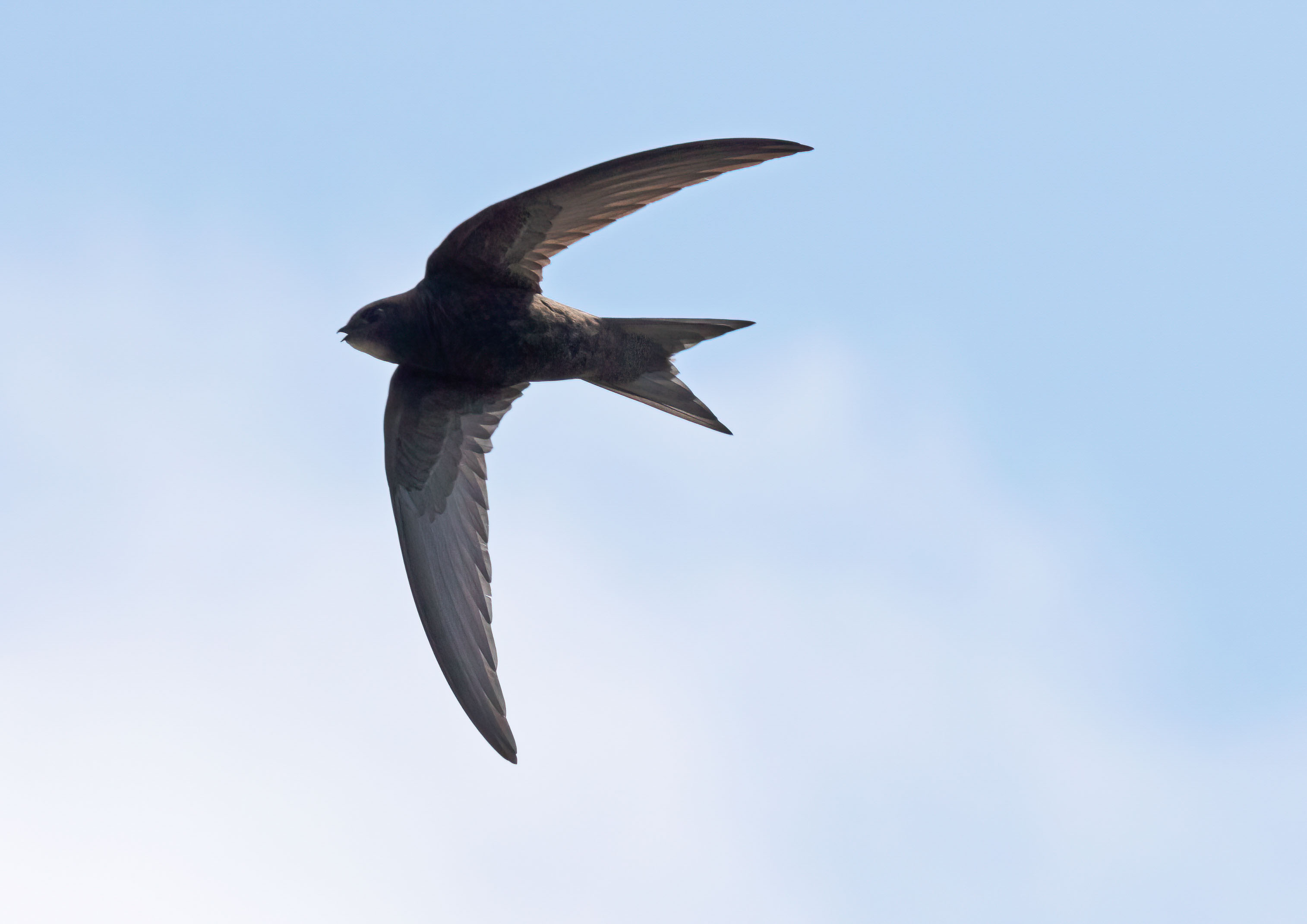 swifts martins and swallows