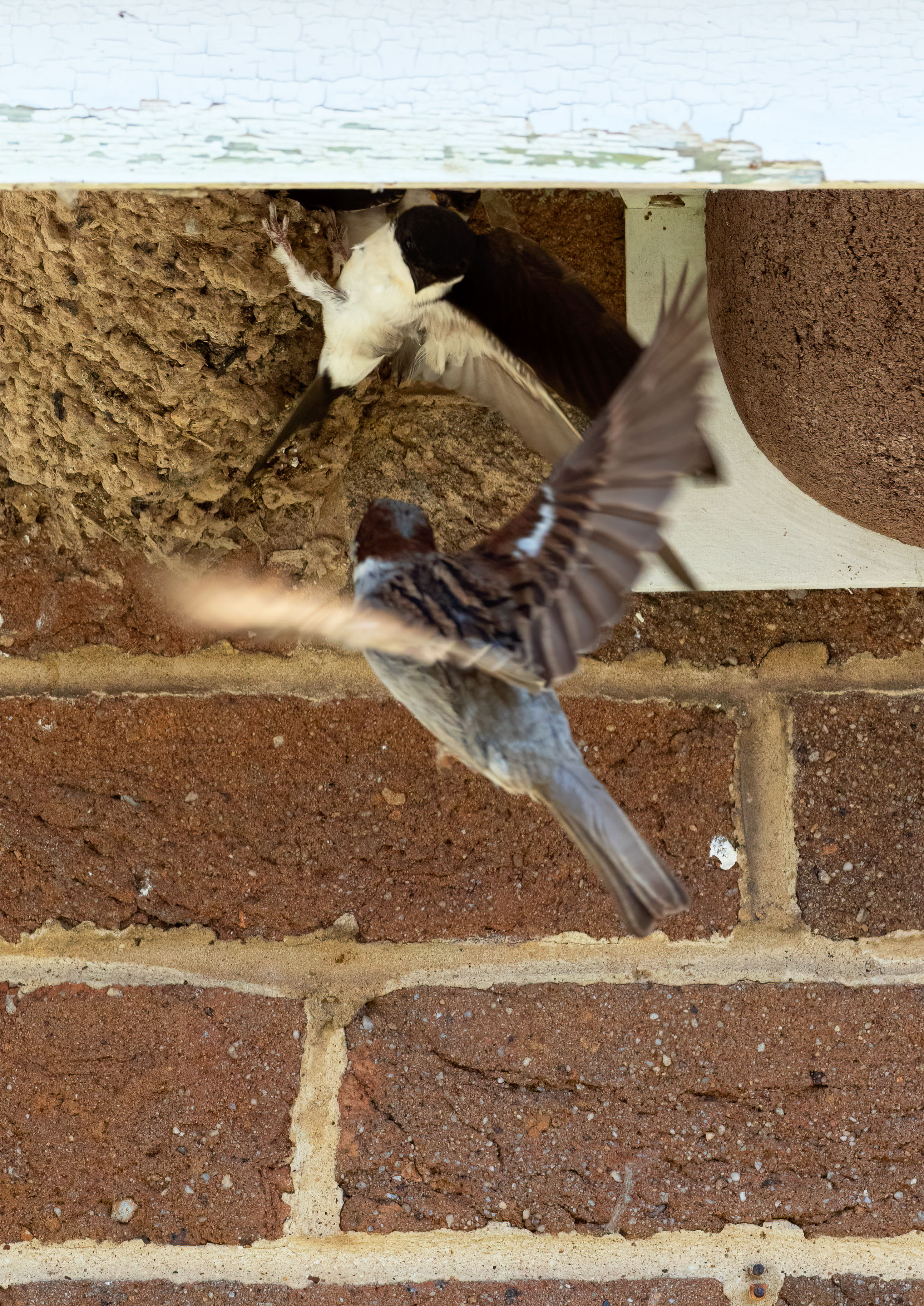swifts martins and swallows