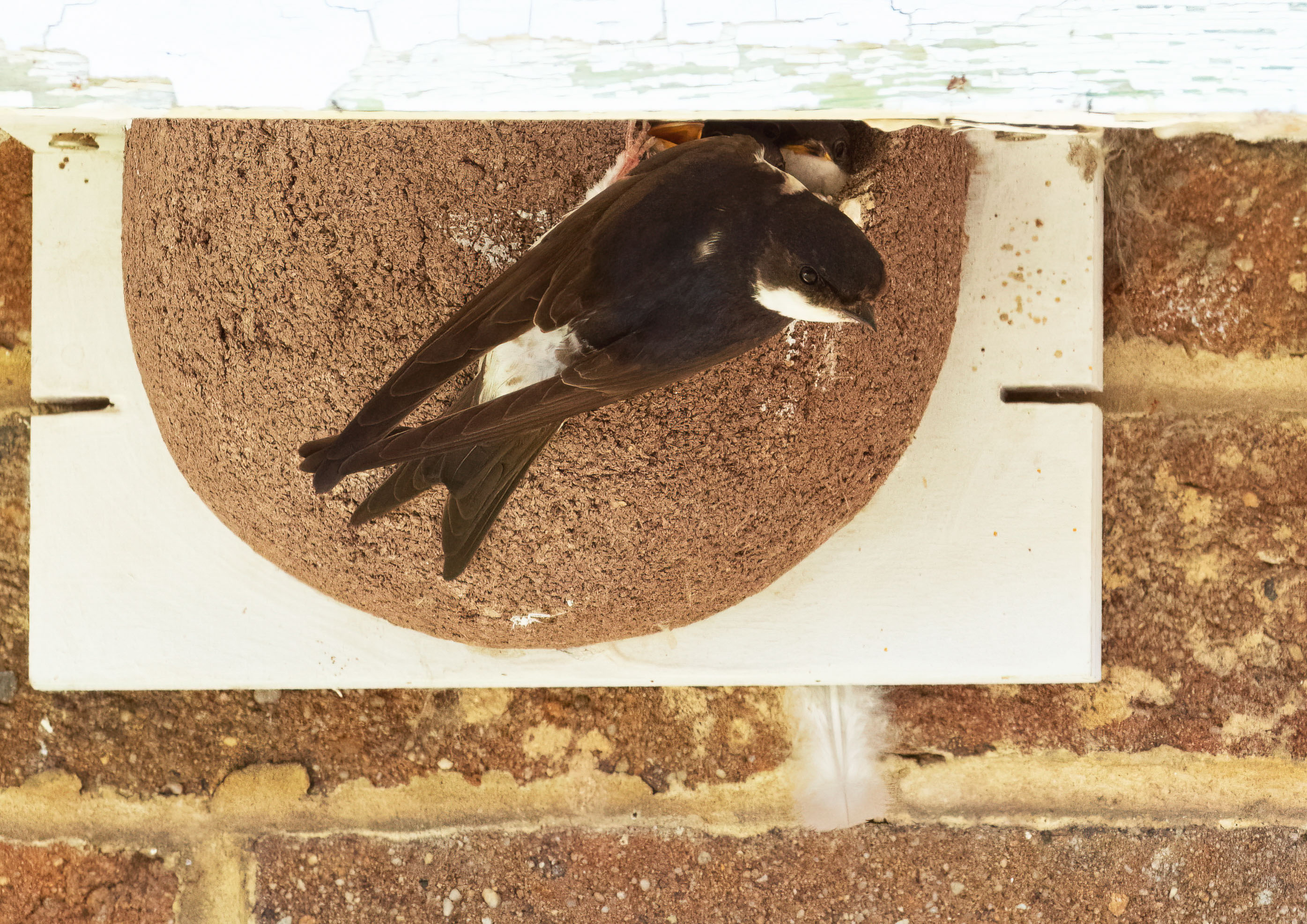 swifts martins and swallows