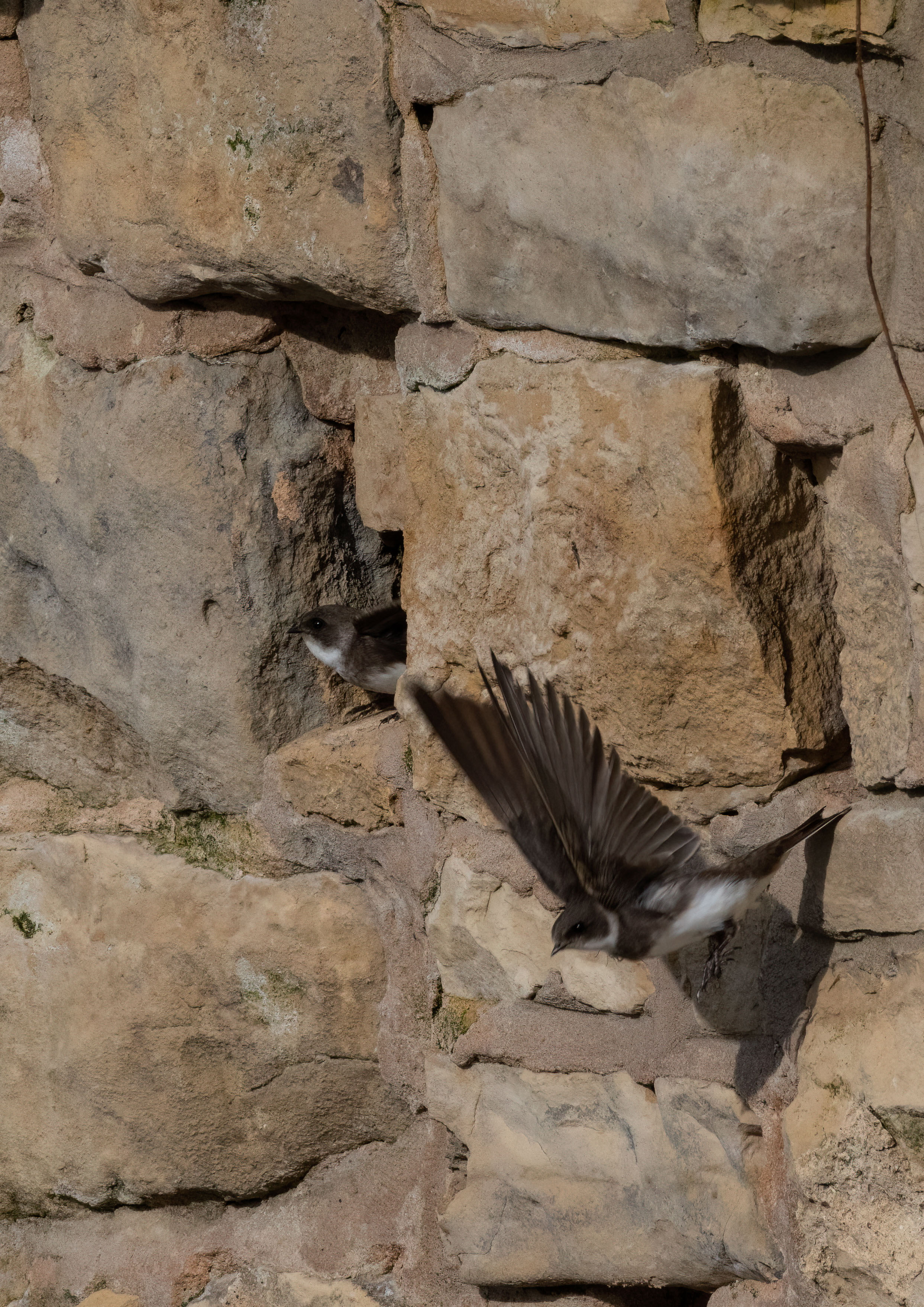 swifts martins and swallows