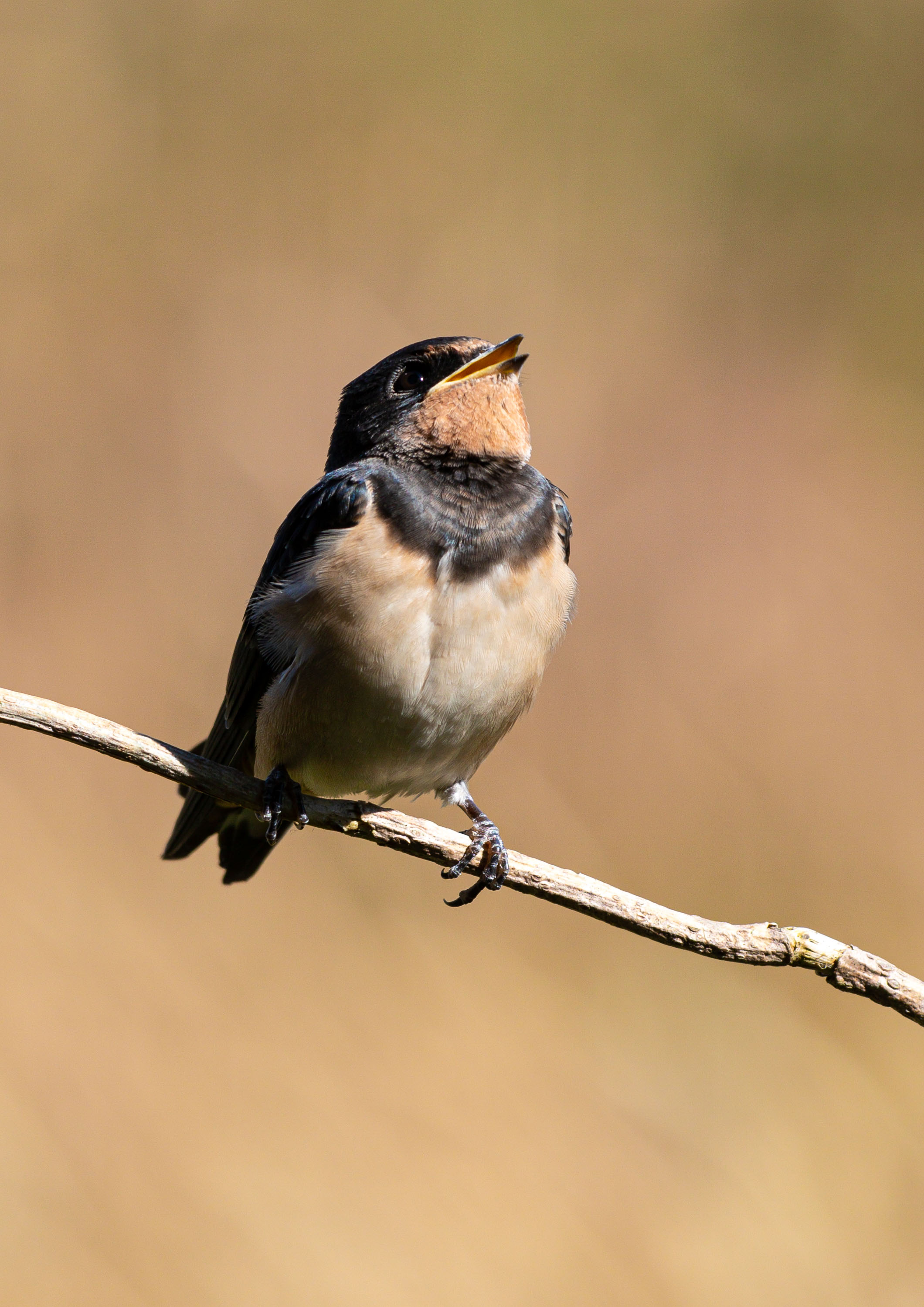 swifts martins and swallows