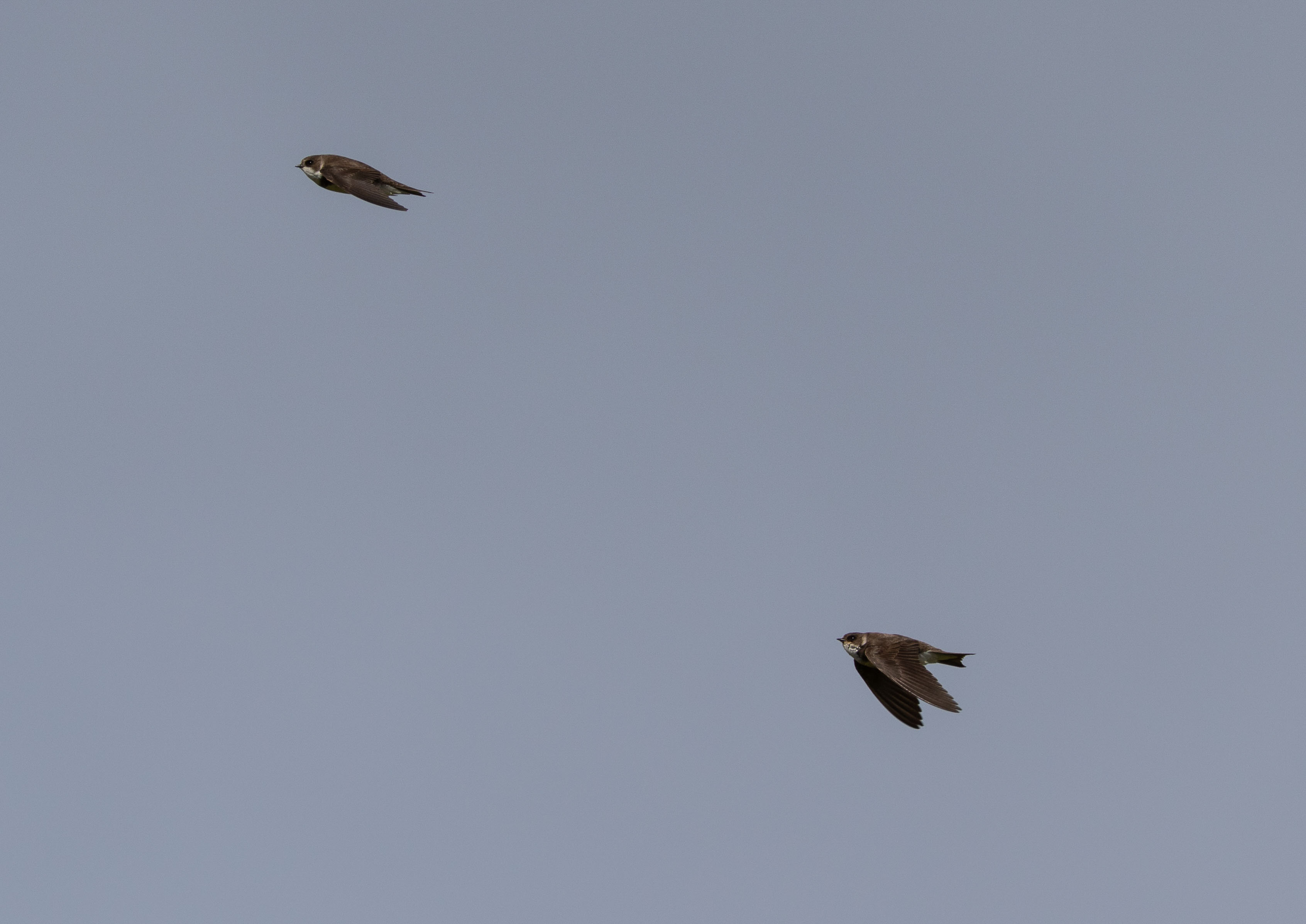 swifts martins and swallows