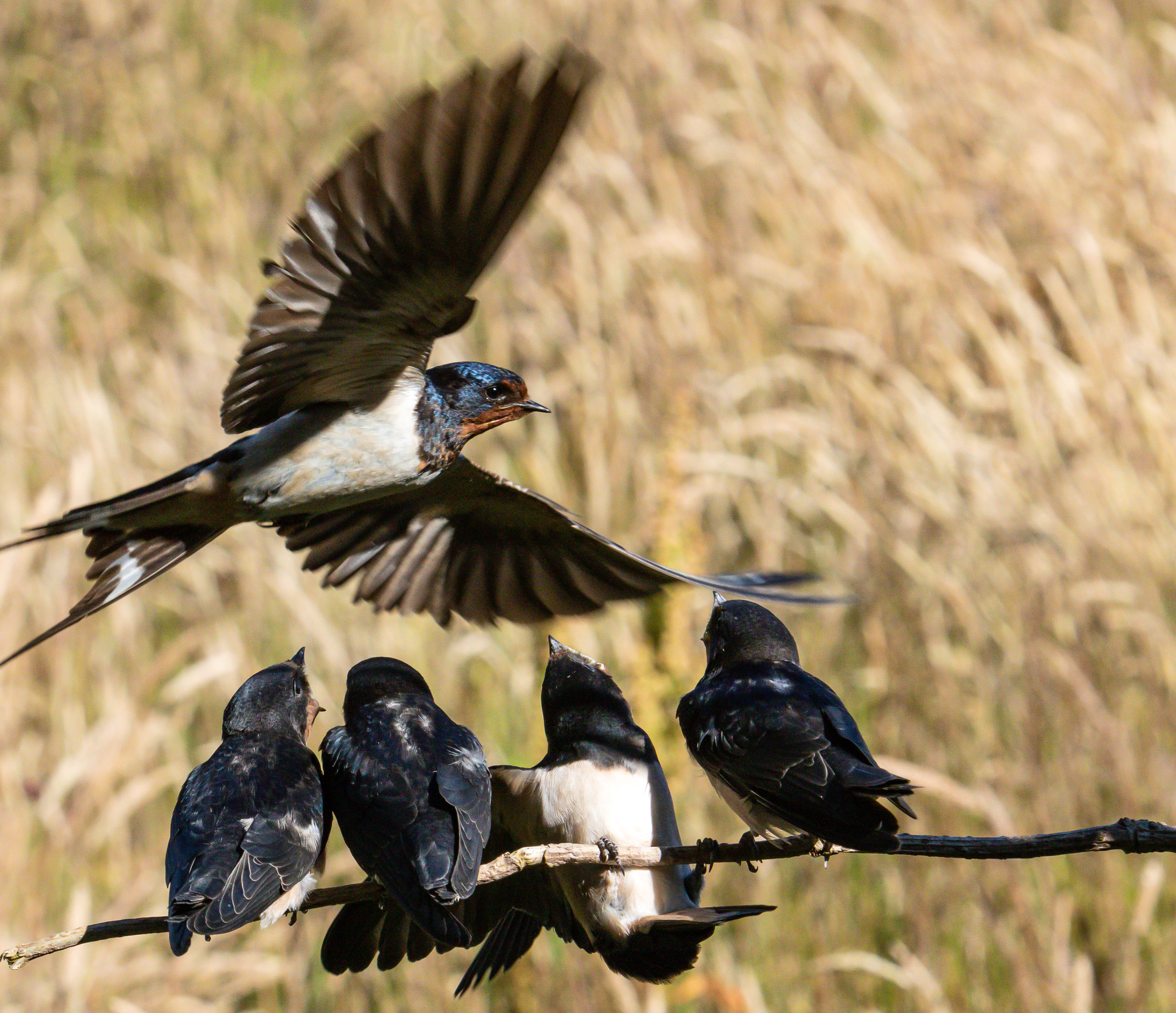 swifts martins and swallows swifts martins and swallows