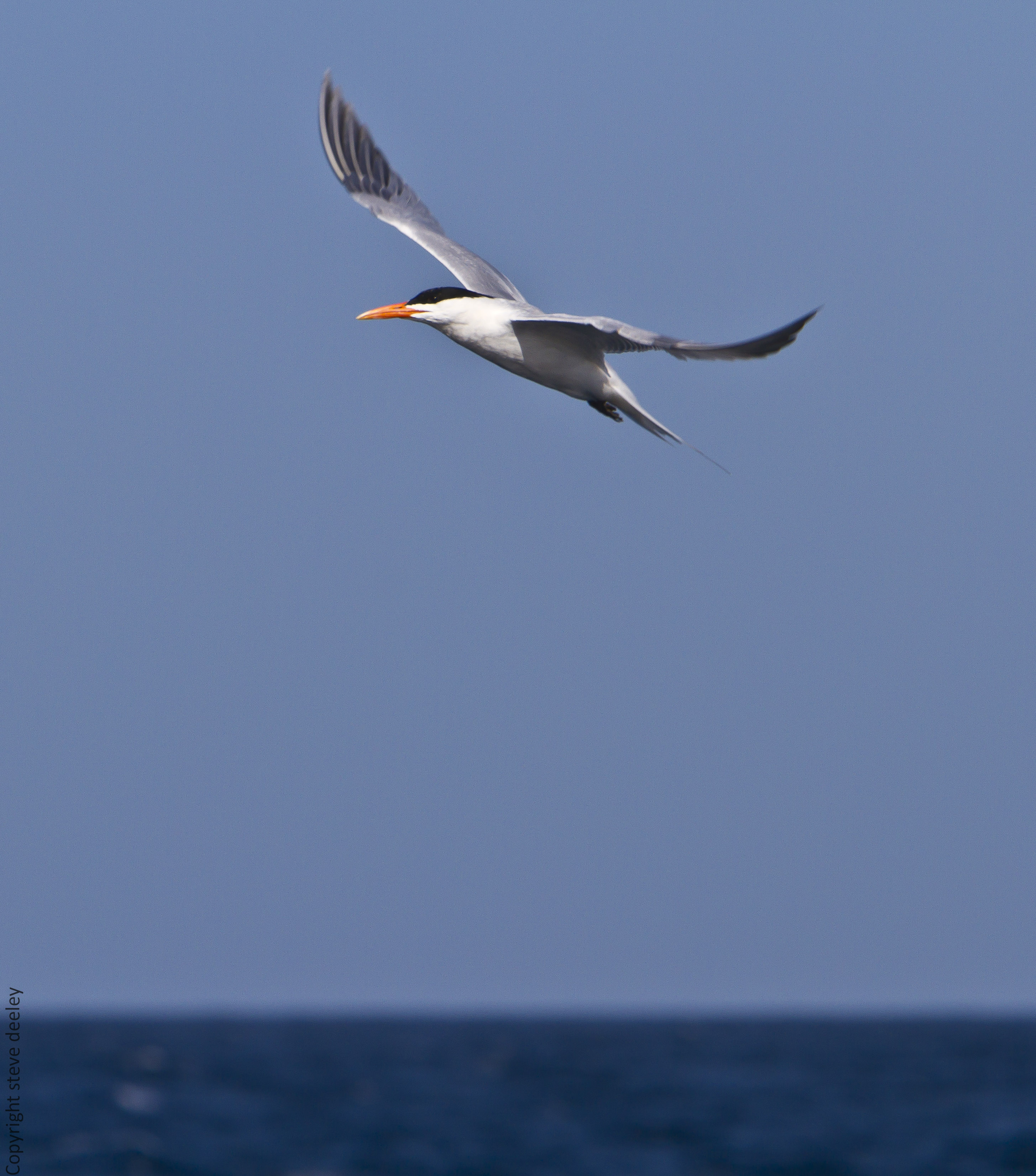 IMG_3062m1.jpg