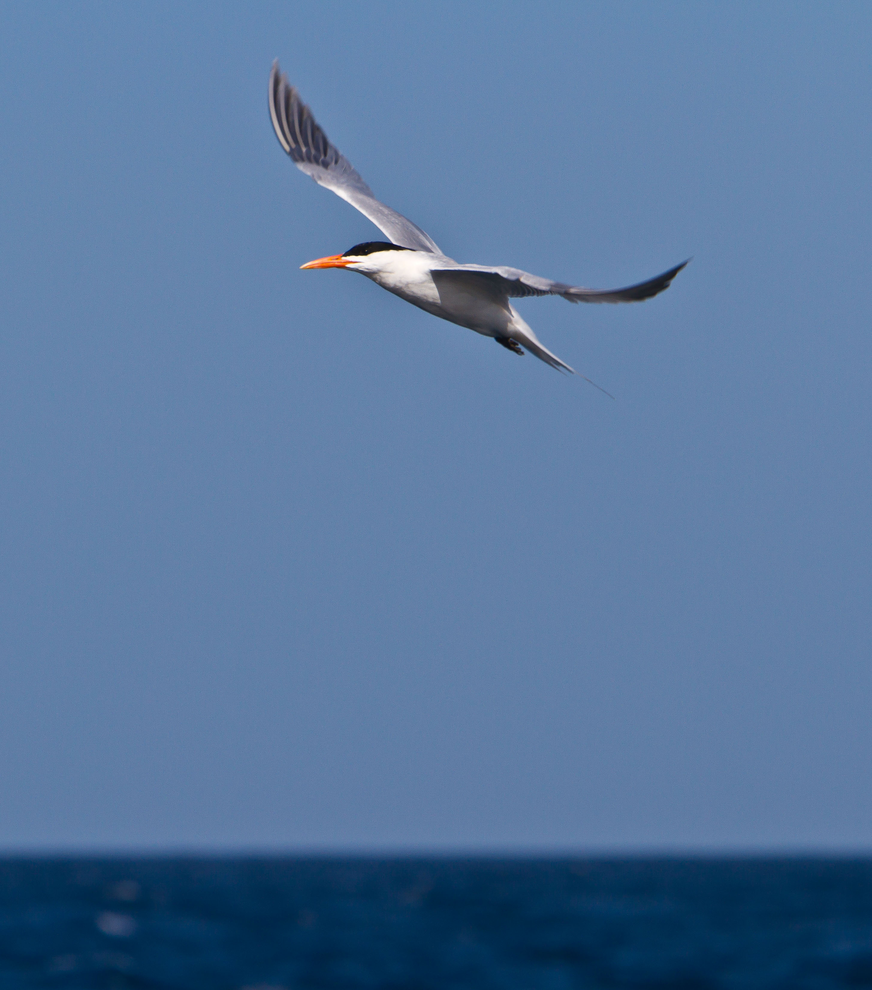IMG_3062m1.jpg