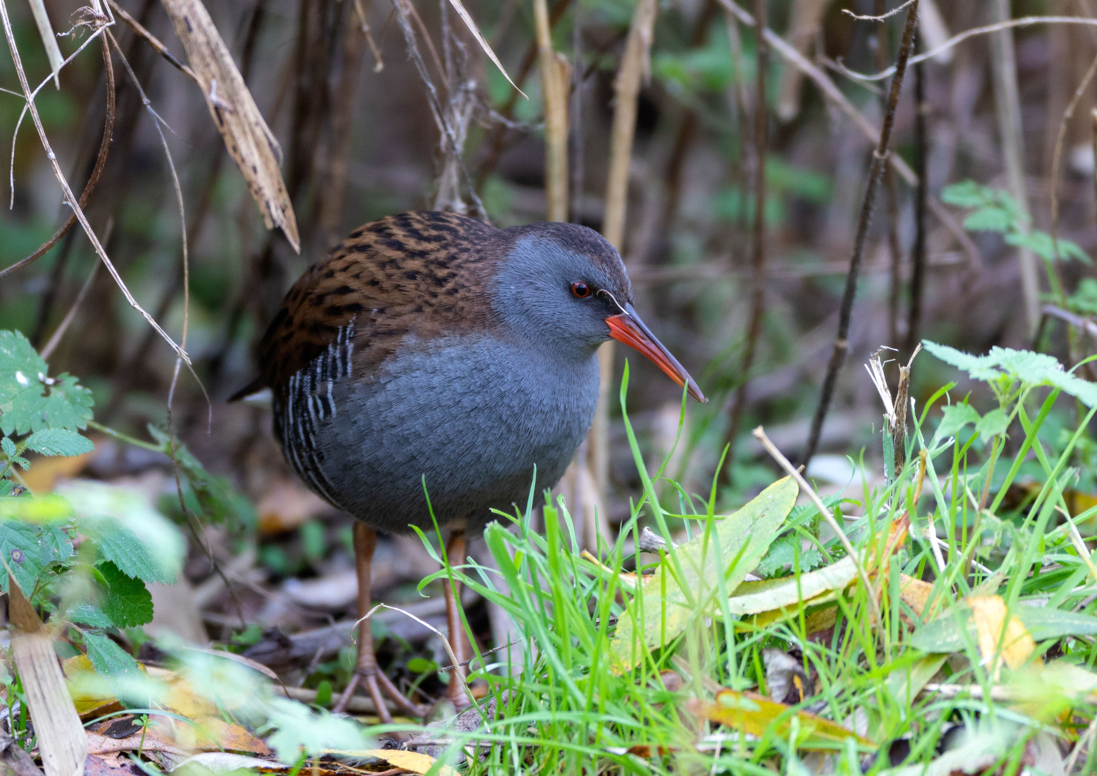 water rail water rail