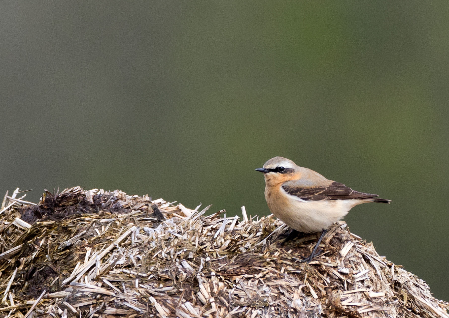 wheatear wheatear