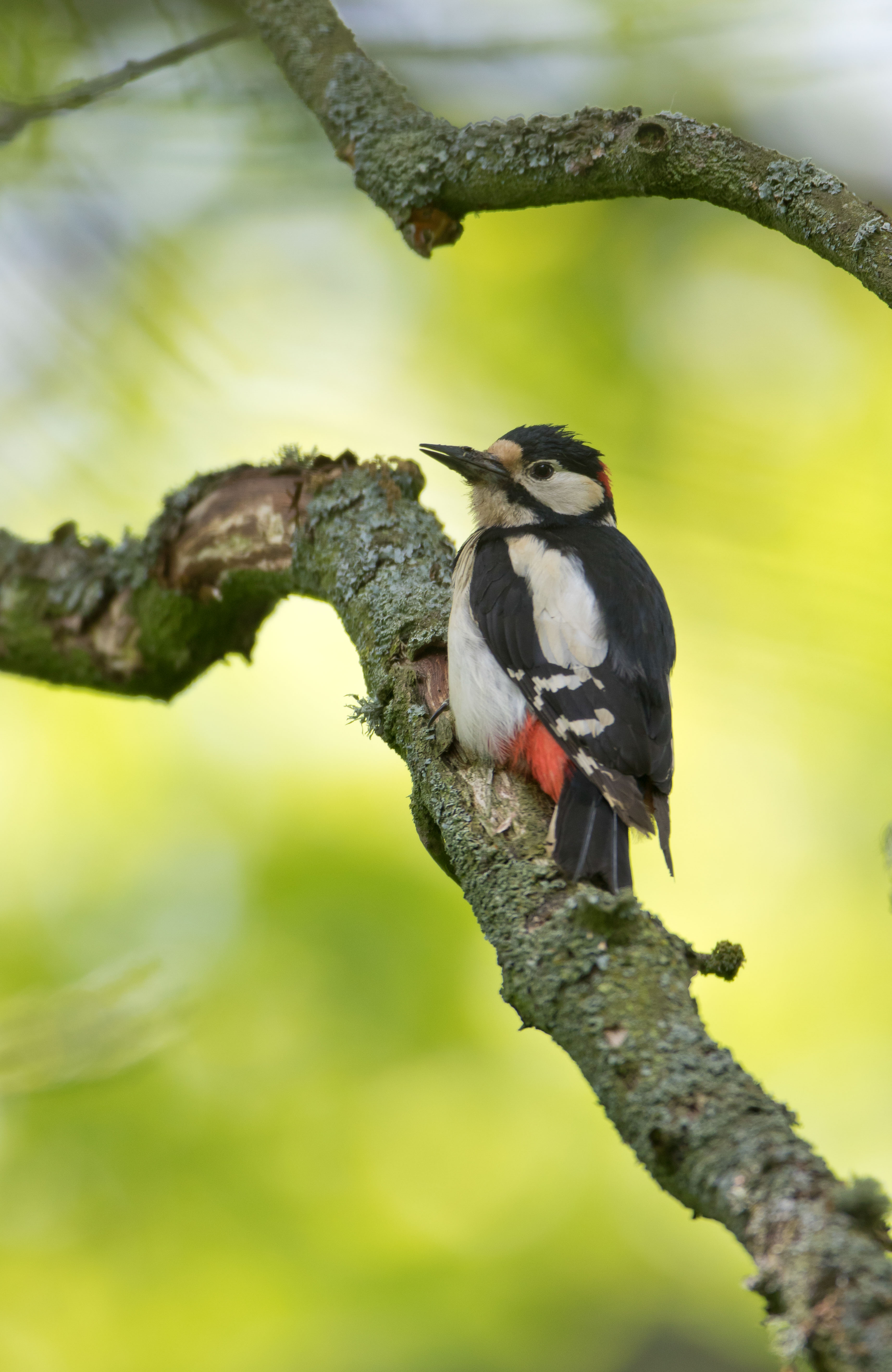 woodpeckers woodpeckers