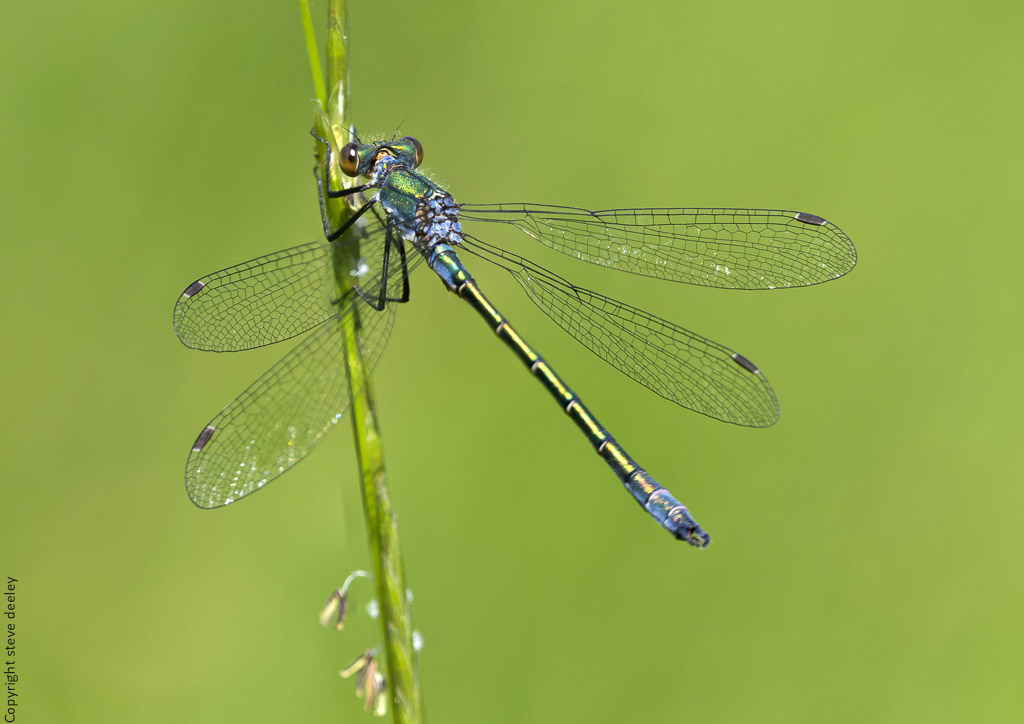scarce-emerald-stackm1.jpg