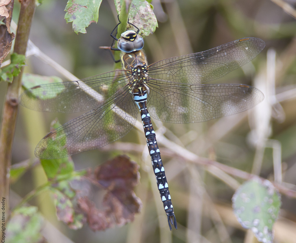 IMG_7442m1.jpg