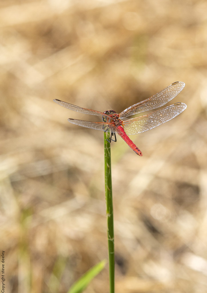 _AM26686m1.jpg