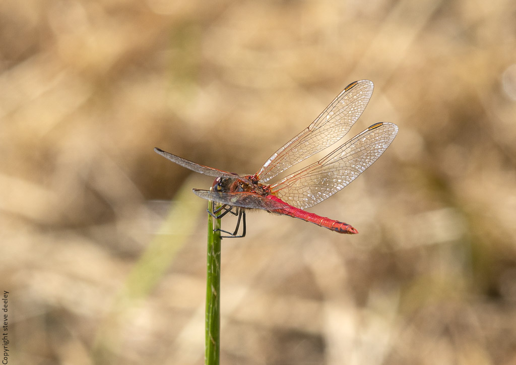 _AM26690m1.jpg