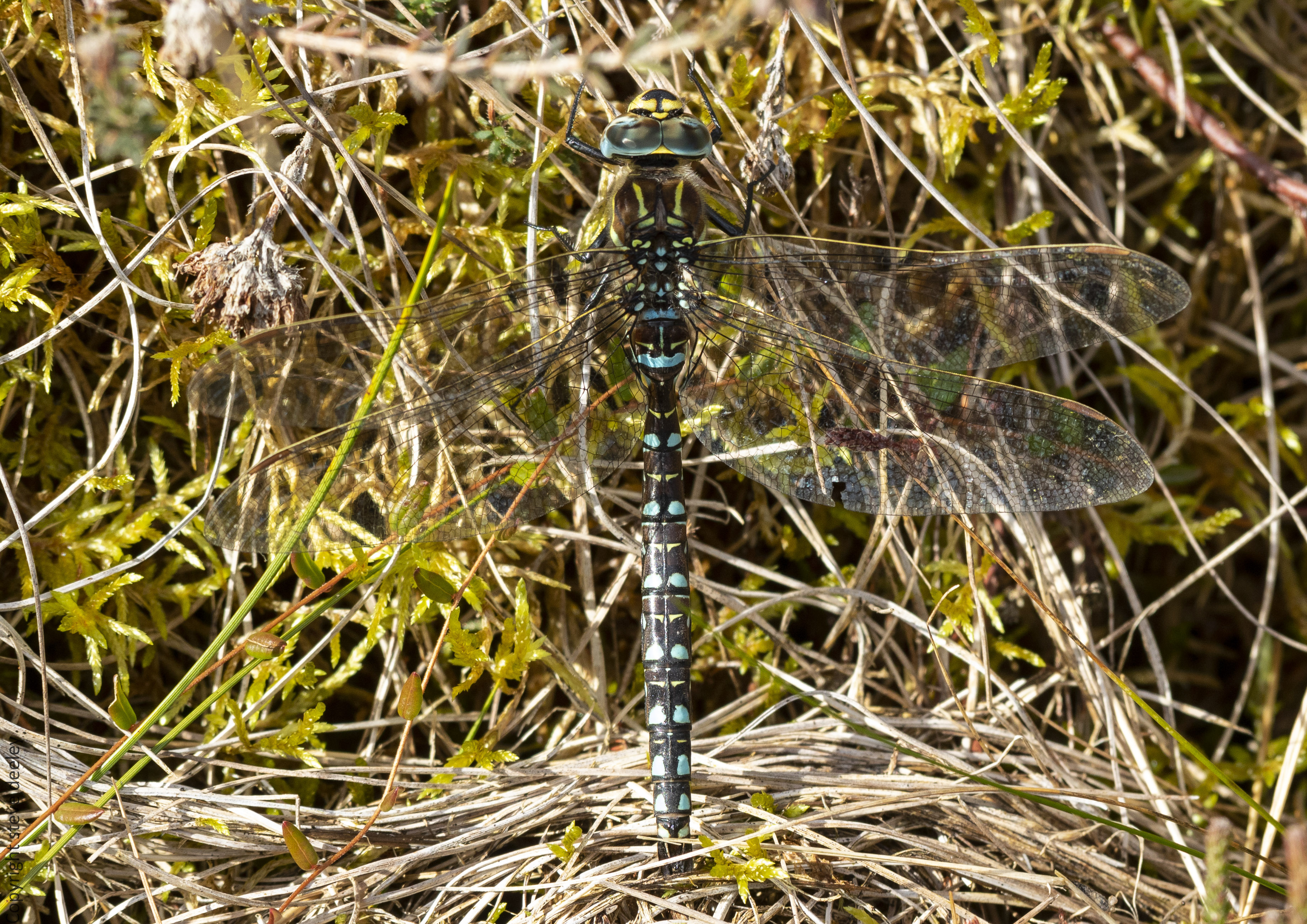 _AM27010m1.jpg