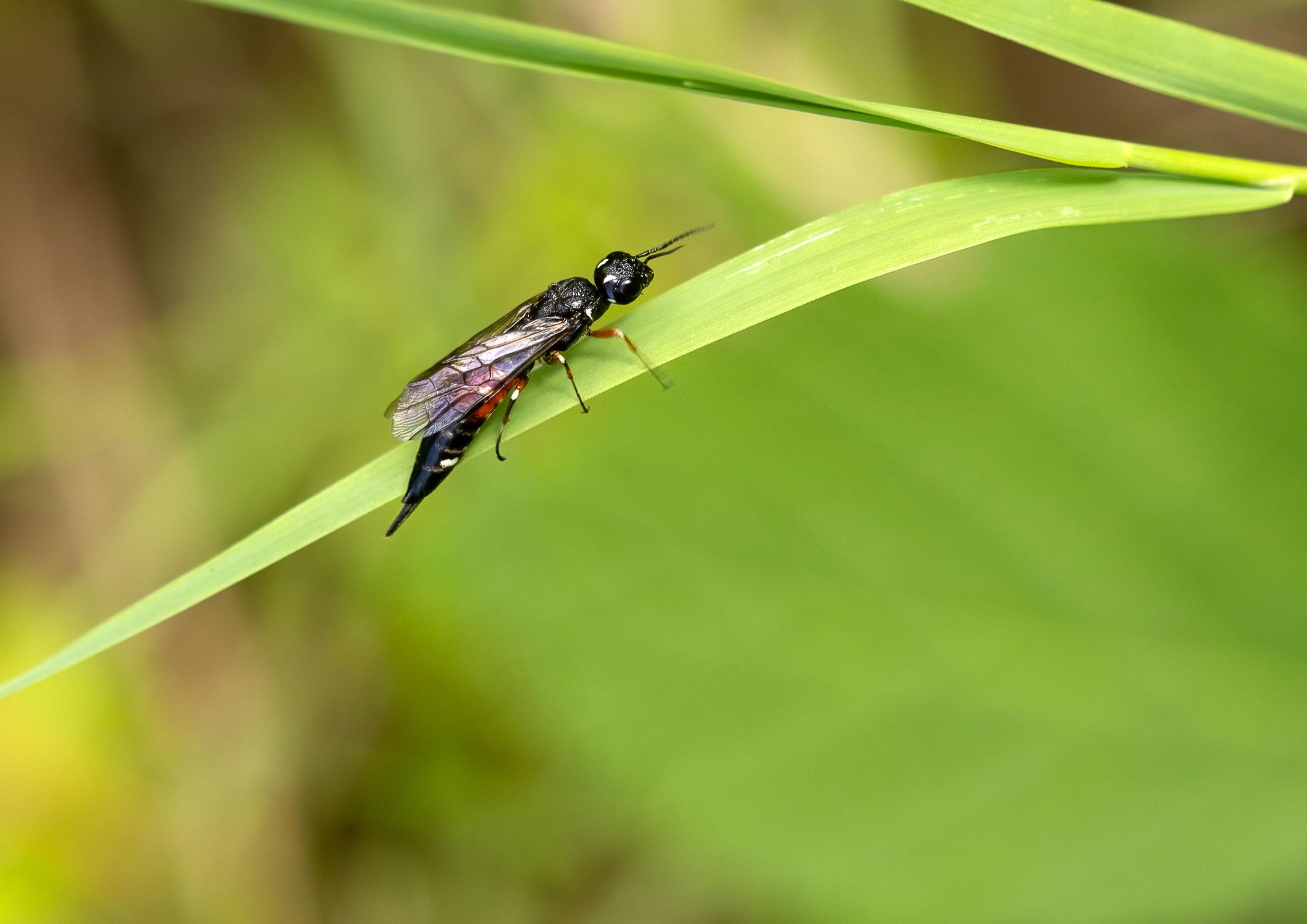 Hornets and wasps
