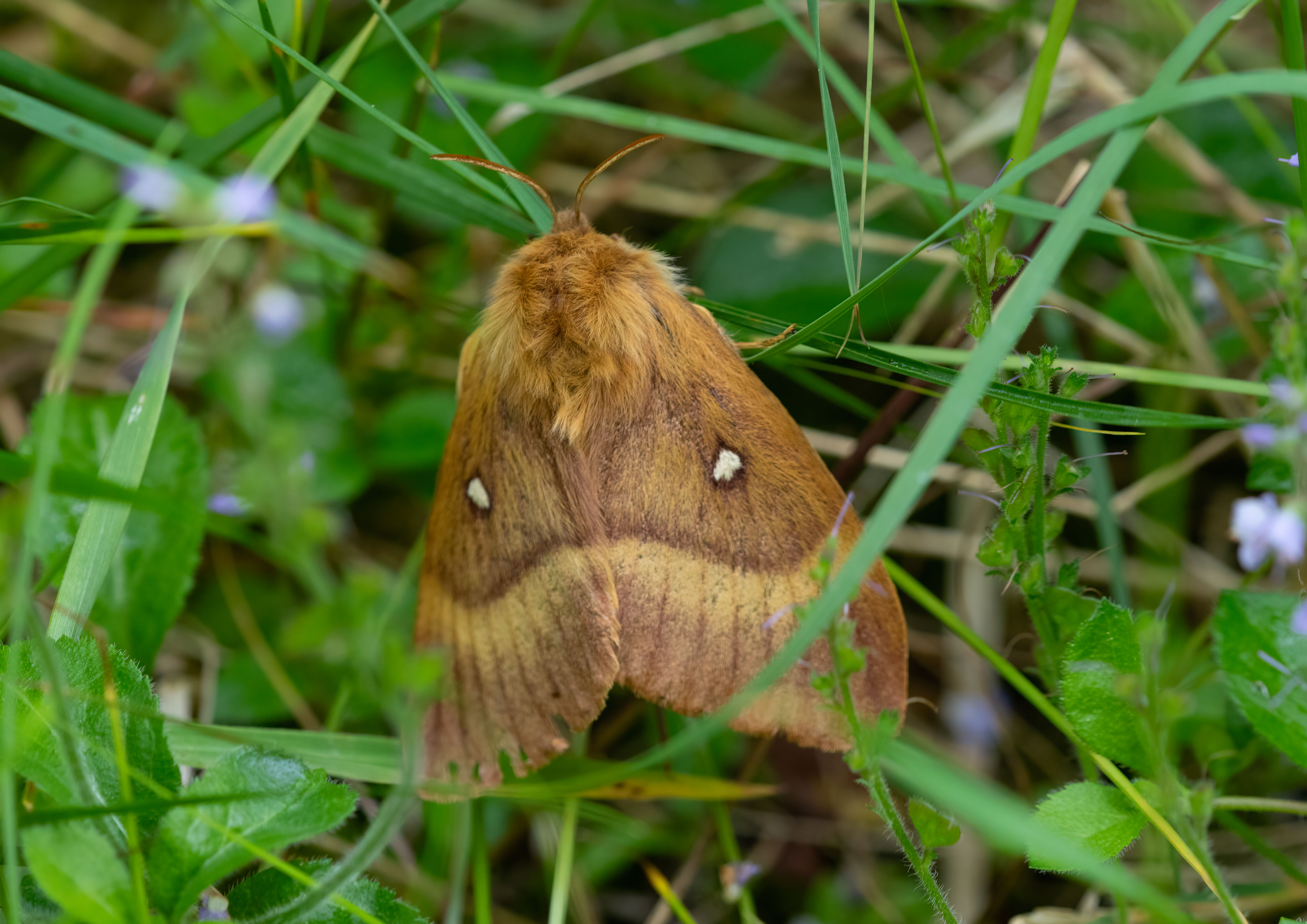 moths