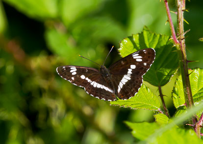 IMG_5005m1_v1.jpg