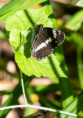 _MG_7248m1.jpg