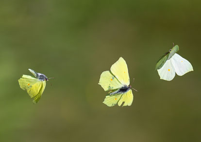 Brimstone Brimstone