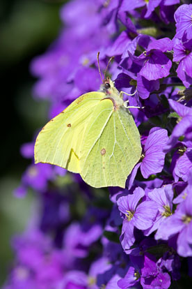 Brimstone Brimstone