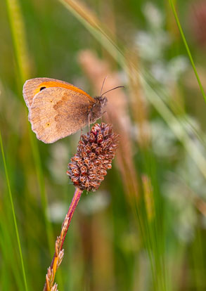 Browns ringlets and woods Browns ringlets and woods