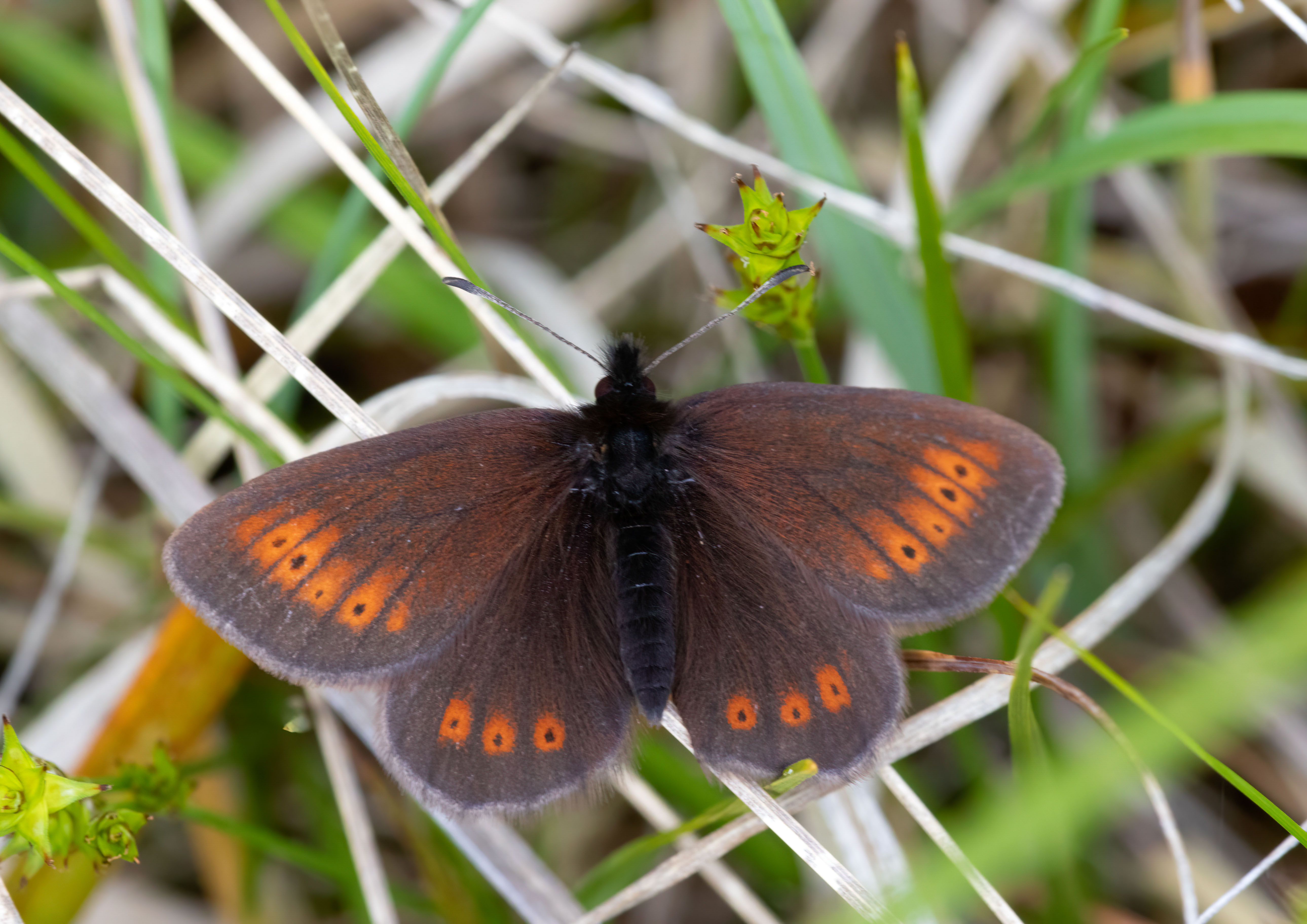 Browns ringlets and woods Browns ringlets and woods