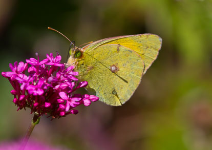 Clouded yellow Clouded yellow