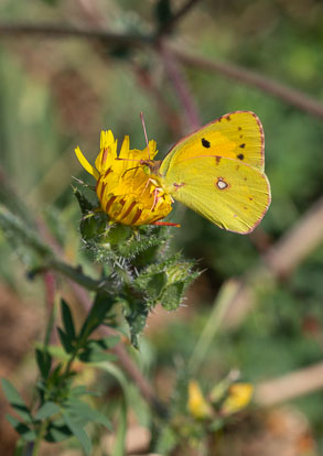 Clouded yellow Clouded yellow