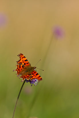 Comma Comma