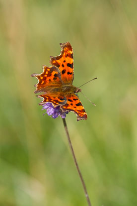 Comma