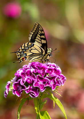 Emperor and swallowtail