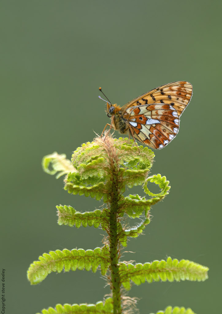 _AM29184m1.jpg