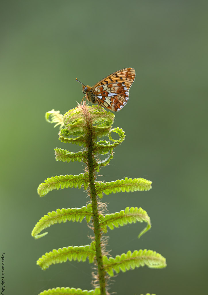 _AM29210m1.jpg