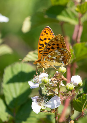 _MG_0552m1.jpg