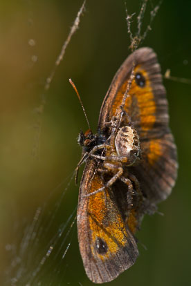 Gatekeeper Gatekeeper