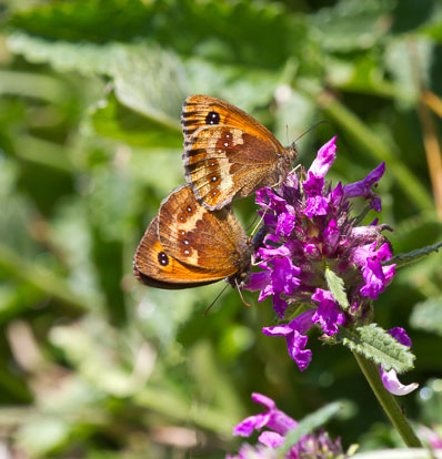 IMG_8801m1.jpg