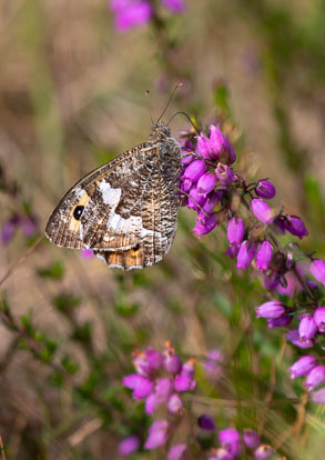 Grayling Grayling