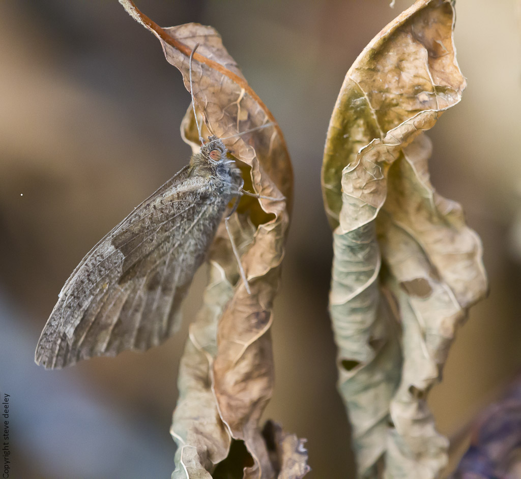 IMG_4274m1partial.jpg