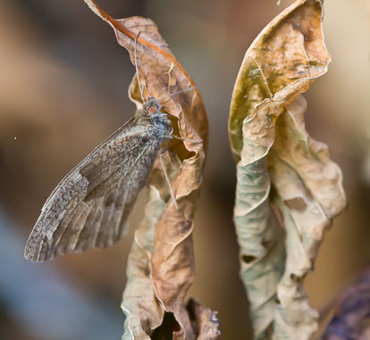 IMG_4274m1partial.jpg