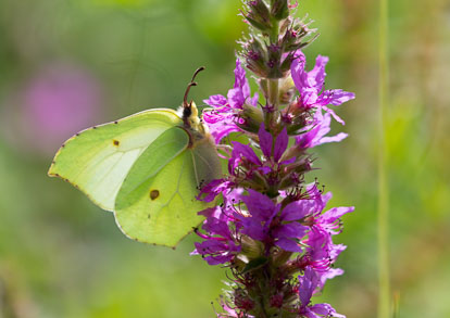 Other butterflies Other butterflies