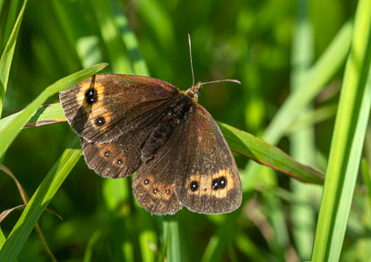 Other butterflies Other butterflies