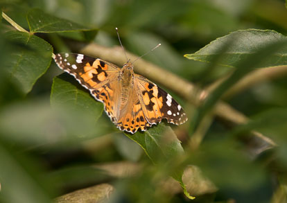 Painted Lady Painted Lady