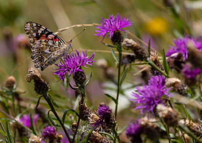 Painted Lady Painted Lady