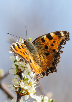 Tortoiseshells