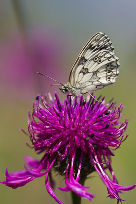 IMG_7768m1.jpg