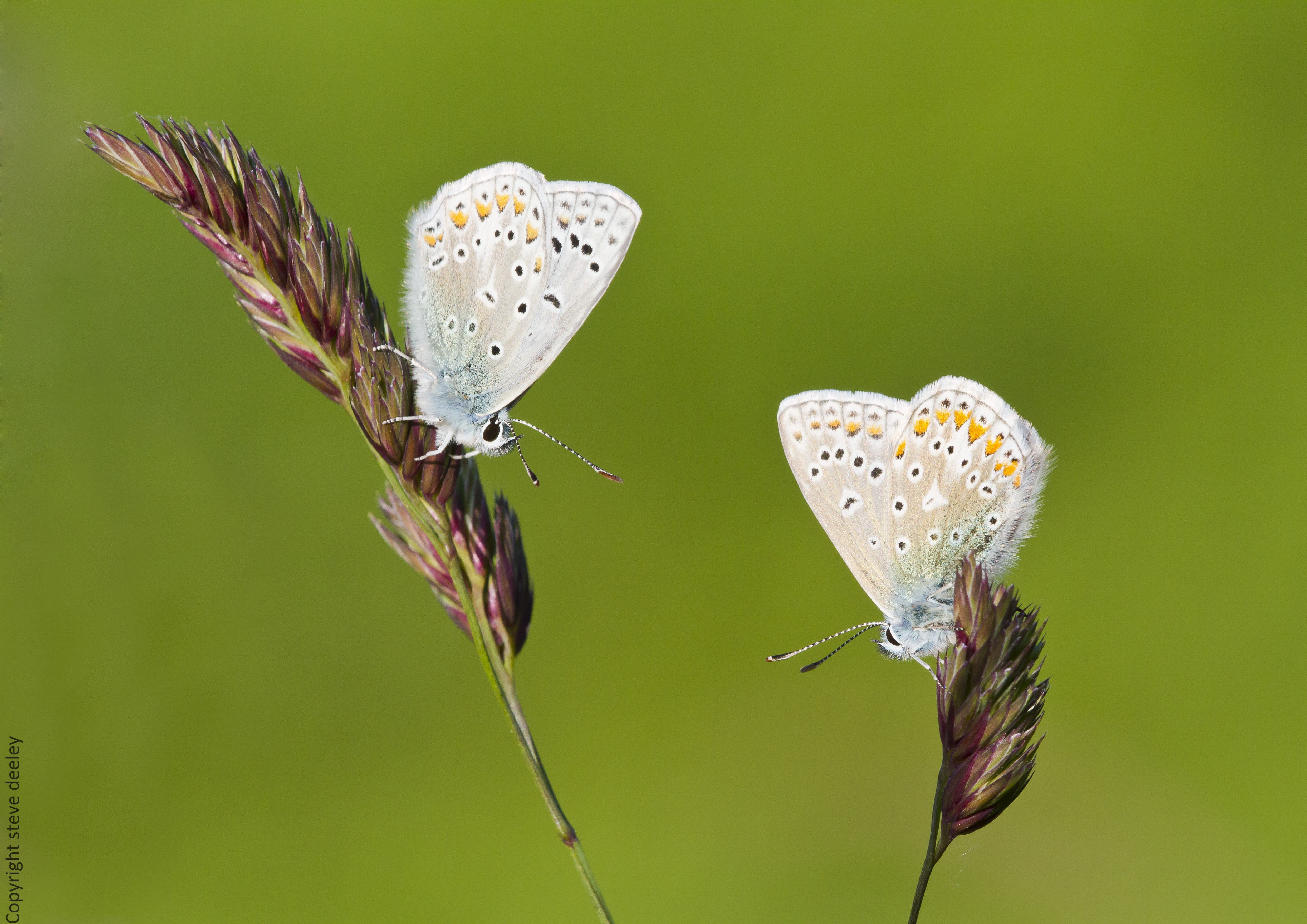 IMG_4141_IGPOTY.jpg