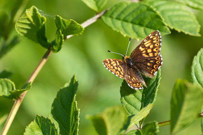 _MG_1884m1.jpg