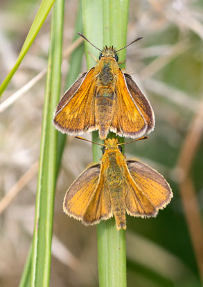 skippers skippers