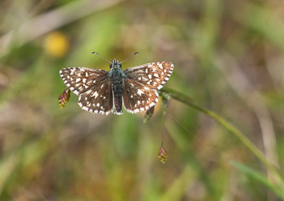 skippers skippers