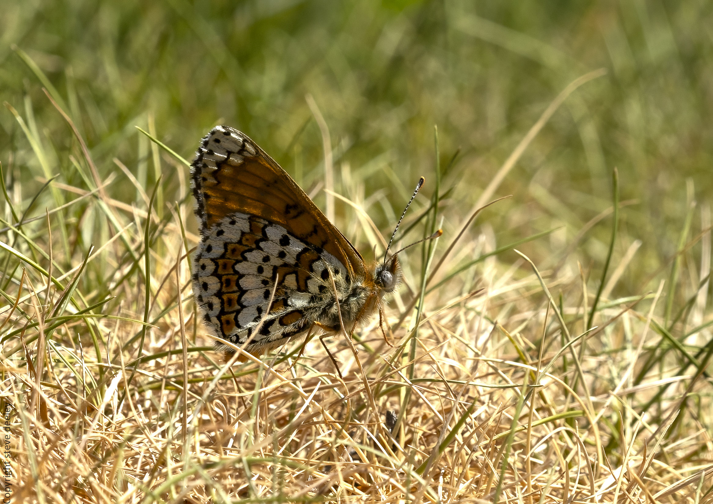 _D1A5378m1.jpg
