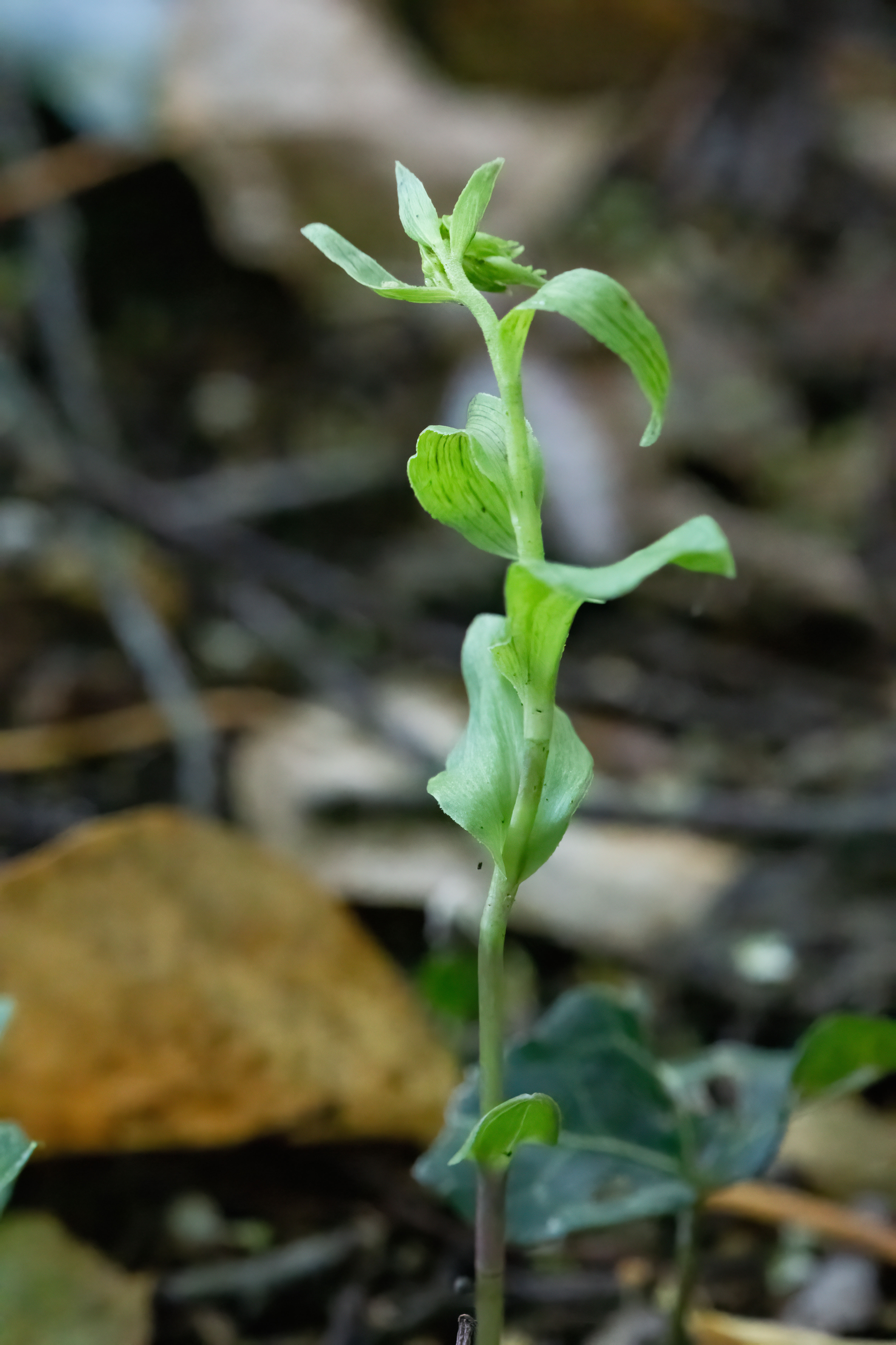 _B1A4464m1.jpg